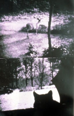 Carolee Schneemann, Kitch’s Last Meal, 1973–76, Super 8mm film, double projection, vertical, sound on cassette, ca. 5 hrs., two installation views (artwork © Carolee Schneemann; photographs provided by the artist)