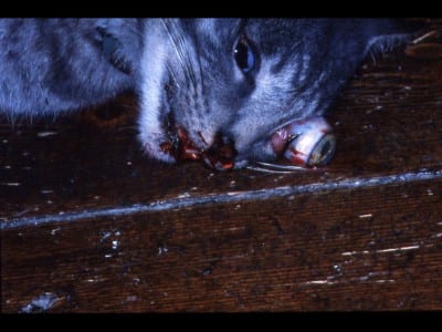 Photograph of Treasure after death, 2001 (photograph © Carolee Schneemann, provided by the artist)