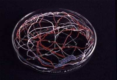 Nina Katchadourian, Finland’s Longest Road, 2000, paper map fragment in glass petri dish, ¾ x 6 in. diam.  (1.9 x 15.2 cm) (artwork  © Nina Katchadourian; photograph provided by the artist and Catharine Clark gallery) 