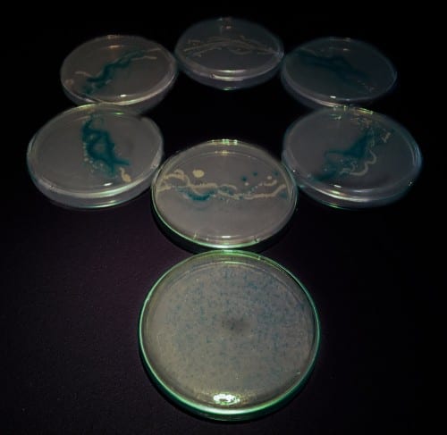 Anna Dumitriu, Necklace, 2015–2016, modified E. coli bacteria containing mutated engineered antibody, agar, Petri dishes, made in collaboration with Felix Grun (Center for Complex Biological Sciences, University of California, Irvine) with scientific support from Liu Lab, University of California, Irvine (artwork © Anna Dumitriu; photograph provided by Beall Center for Art + Technology, University of California, Irvine)
