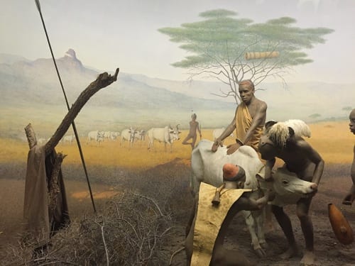 Diorama of Pokot (East African nomads), American Museum of Natural History, New York, 2016 (photograph by Risham Majeed)