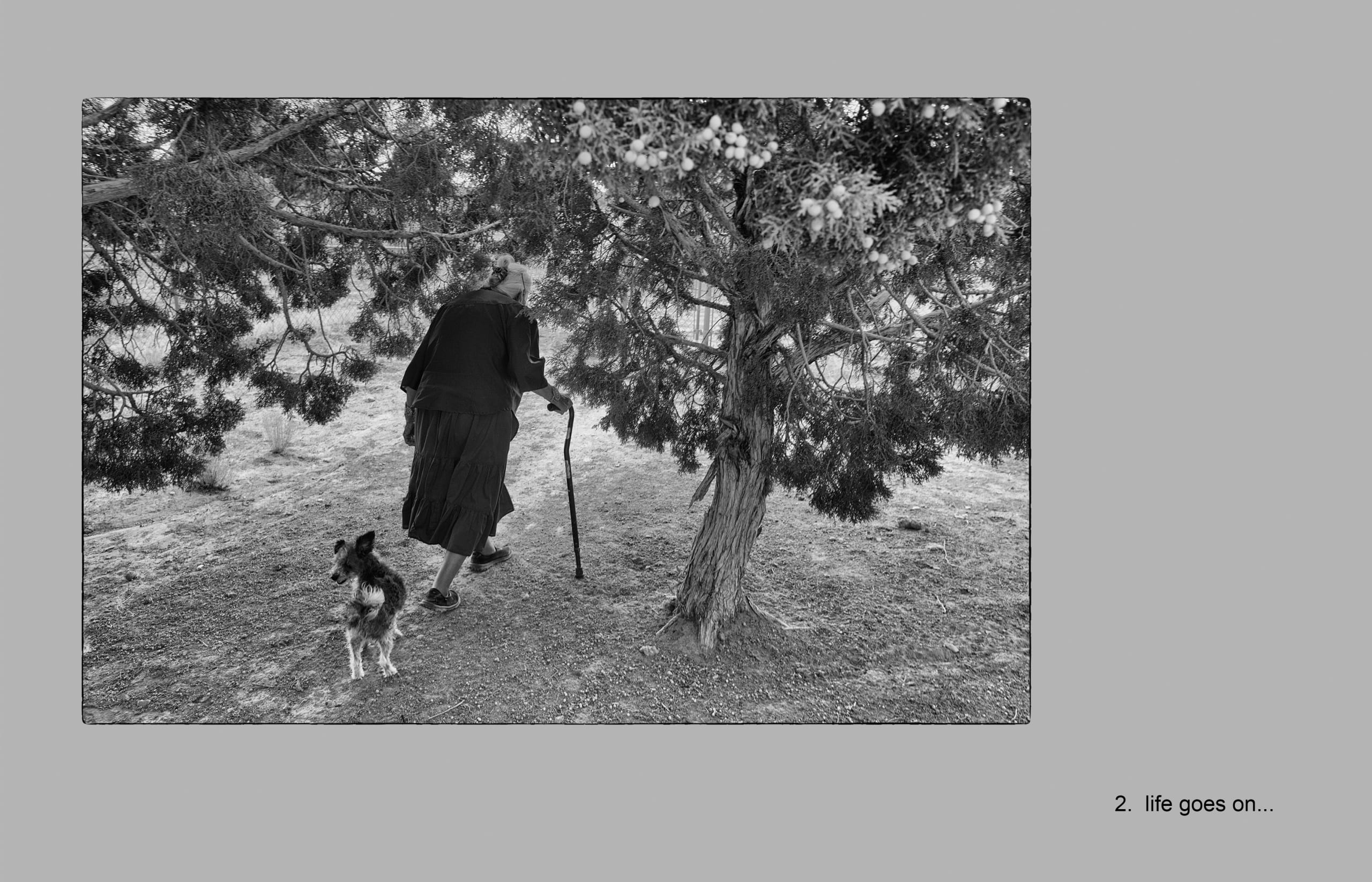 Black-and-white photo showing a matriarch from the Big Mountain region of the Navajo nation; she wears a skirt and walks with the aid of a cane as she moves away from the camera and passes under a tree; she is followed by a small dog who stops to look back for a moment
