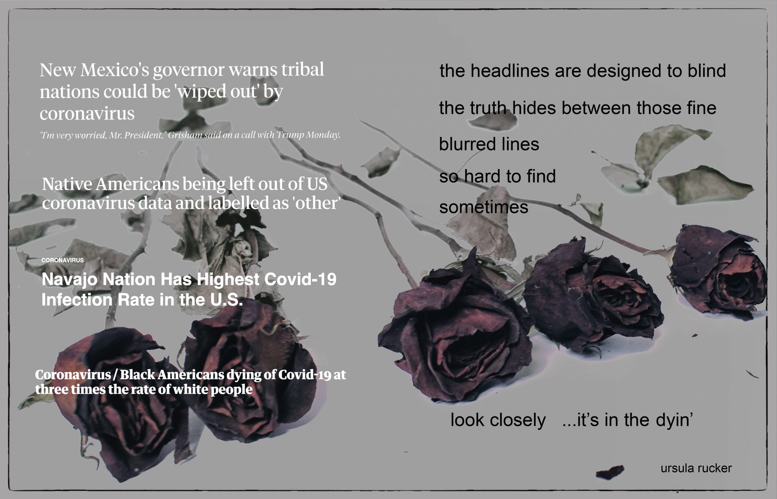 Image of five dried roses with the buds facing the viewer; to left are 4 recent news headlines that each report on the intersections between systemic racism and the ongoing coronavirus pandemic, the right side includes a poem