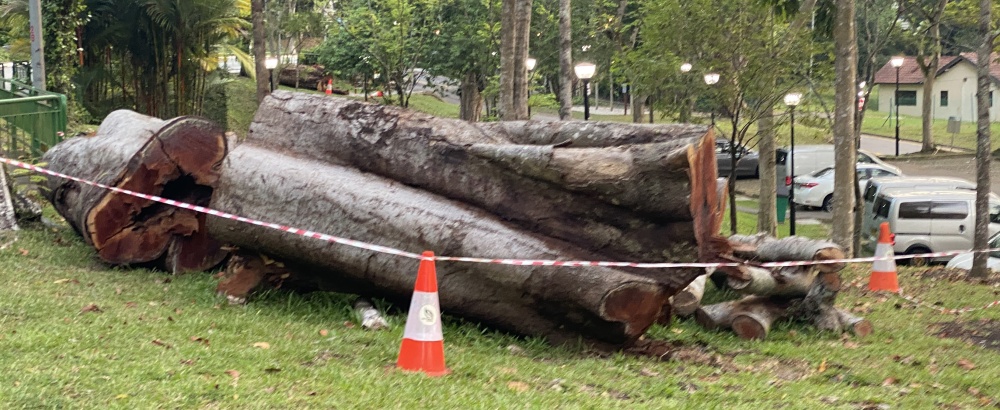 Large sections of a felled tree’s trunk in a park, fenced off with orange and white cones and orange and white tape.