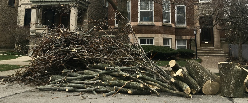 A felled tree on a sidewalk in front of a brick townhouse, piled in sections of the tree trunk, large branches, and small branches.