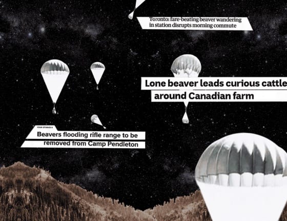 Screenshot from animated GIF of black-and-white photos of beaver boxes being parachuted in and various beaver-related headlines over collage of dark, starry night sky and tree-covered hills in background. Small inset film shows some cows surrounding a beaver.