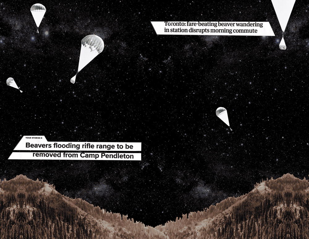 Animated GIF of black-and-white photos of beaver boxes being parachuted in and various beaver-related headlines over collage of dark, starry night sky and tree-covered hills in background. Small inset film shows some cows surrounding a beaver.